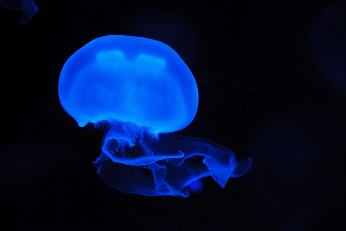 Ubur-ubur Ungkap Misteri: Belajar Sejarah Meskipun Tanpa Otak Pusat